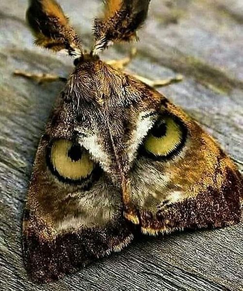 Owl Moth.jpg